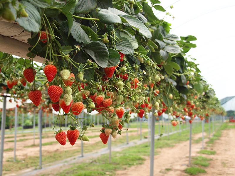 Sistema di coltivazione di fragole da tavolo AGTEK